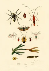 アルパインクラブモス、1833-39